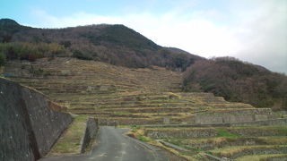 田植え後の方が良さそう