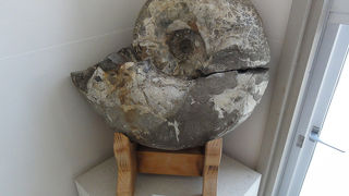 大きなアンモナイトがいっぱい