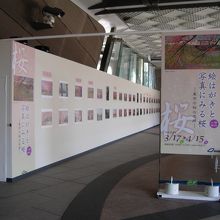 併設の桜の絵葉書展