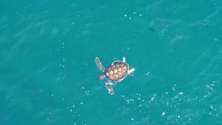 カメの赤ちゃん！