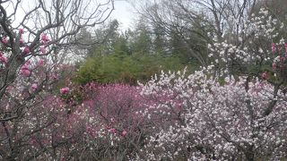 小野小町ゆかりの随心院で梅観賞