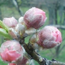 まだつぼみは堅い！