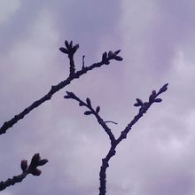 雨がぱらぱらと