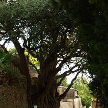 オリーブの千年木