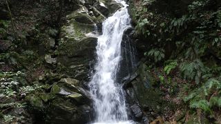 春日山原始林の中にある美しい滝です