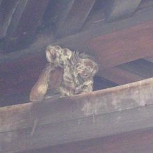 五重塔の軒下に・・・