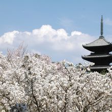 仁和寺の桜