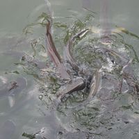 餌をあげると、こんなにたくさんお魚が！！　でかっ！！