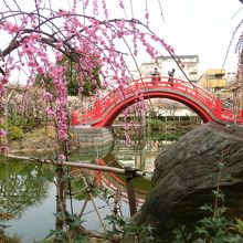 男橋としだれ梅