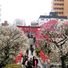 女橋から鳥居を振り返ると、なかなか良い眺め。