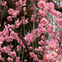 西側の参道にはしだれ梅が満開