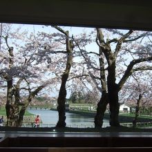 店内正面のレジ後ろの大窓から見える五稜郭公園の桜