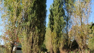 北海道大学のシンボル