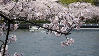 溢れんばかりの桜・・・