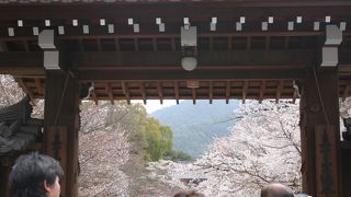 豊臣秀吉の「醍醐の花見」で有名な醍醐寺の桜