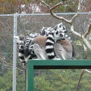 お猿好きには堪らない動物園