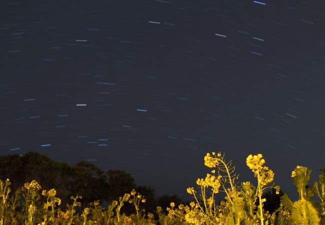 星飾りの菜の花