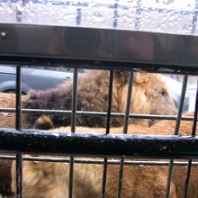 ジャングルバスからのライオン