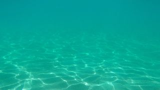 魚が消えました（涙）