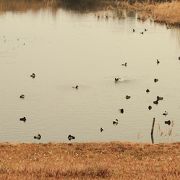 野鳥のオアシス