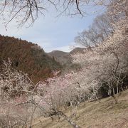 八王子市内の梅の絶景ポイント！