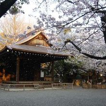 能楽堂とサクラ