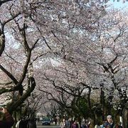 桜の名所。日暮里駅から行くのがオススメ。