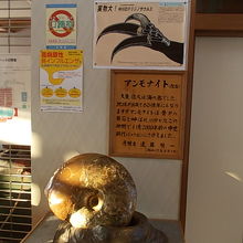 展示物５。中川町は化石の町でもあります