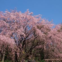 六義園のシンボル　しだれ桜　