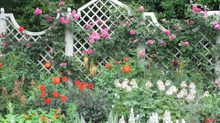 あふれるバラにダリア