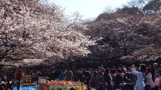 上野公園の桜　開花情報２０１２ 　《 2012.4.4現在 》