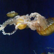 近くで見るときもかったりして・・・