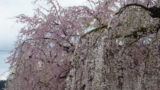 ガイドをお願いして角館を極める！