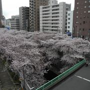 今日、桜が８分咲です。