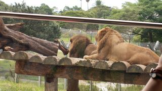 パンダ、イルカ、野生動物、どれを見ても今までの動物園は、何だったのかと思います。