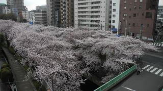 今日、桜が８分咲です。