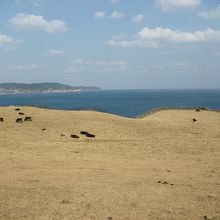 青い海をバックにした牧場