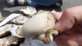 今年度最後のカキは旨かった