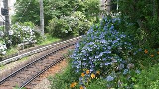 箱根登山鉄道の沿線沿い、あじあいが綺麗ですね。