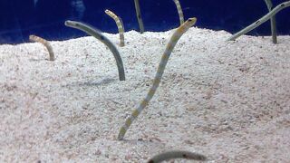 水族館ですから