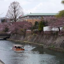 琵琶湖疎水と桜