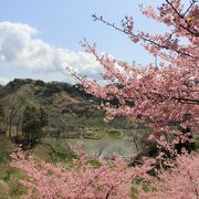 里山の自然にかこまれた水辺で咲き誇る梅＆頼朝桜
