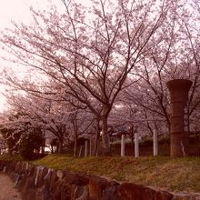 桜満開の正法寺古墳