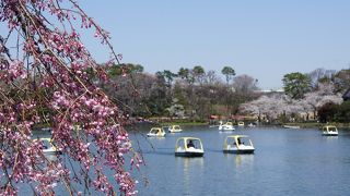 桜と池とボート