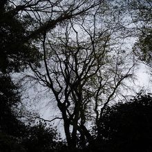 入口から見上げる枝垂れ桜の巨木（2012/4/7）。