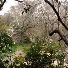 フェンス越に見える枝垂れ桜（2012/4/7）。