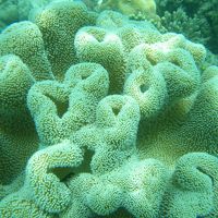 ホテルの目の前のハウスリーフのサンゴ礁です。