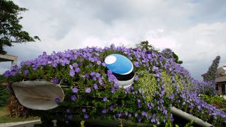 水族館に行かなくても見応えは十分あり！