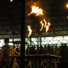 最後のメインイベントは火の輪くぐりです