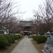 ソメイヨシノと八重桜のお寺